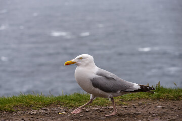 Seagull walking at the shore of Dingle Peninsula on Ireland’s Wild Atlantic Way, southwest Atlantic coast