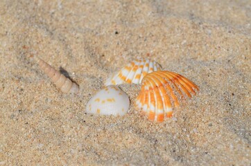 shell on the sand