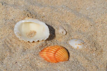 shell on the beach
