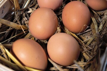 eggs in a basket
