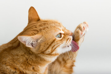 A Beautiful Domestic Orange Striped cat laying down and cleaning itself tongue out in strange, weird, funny positions. Animal portrait against white background.