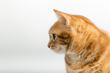 A Beautiful Domestic Orange Striped cat sitting with open mouth and tongue out in strange, weird, funny positions. Animal portrait against white background.