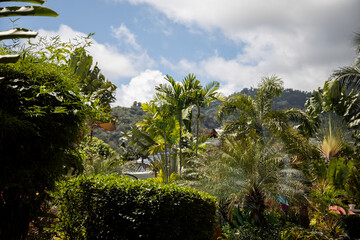 Fototapeta na wymiar tropical forest landscape on a sunny day