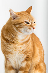 A Beautiful Domestic Orange Striped cat sitting in strange, weird, funny position. Animal portrait against white background.