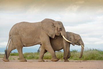 African elephant (Loxodonta africana) mother with juvenile, walking on savanna, Amboseli national park, Kenya.