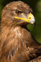 Portrait of a steppe eagle (Close-up of Aquila nipalensis)