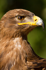 Portrait of a steppe eagle (Close-up of Aquila nipalensis)