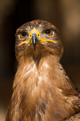 Portrait of a steppe eagle (Close-up of Aquila nipalensis)