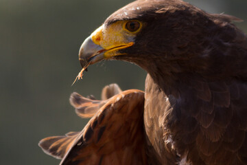 Portrait of Harris Hawk