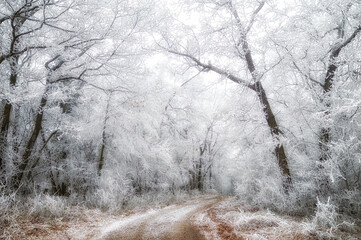 Winter in the mountains, fog froze on the branches of forest trees
