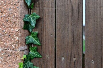 Ivy leaves growing on a wood-concrete fence. Green leaves of a climbing plant. Wooden fence planks. Pink concrete pillar. Creeper ivy. Hedera helix.