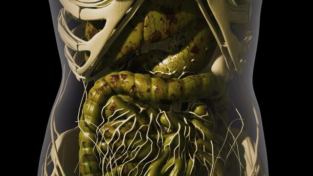 detailed human digestive system anatomy