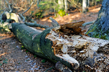 rusty tree