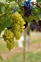 Fototapeta premium The fresh grapes on the farm are trees and fruit leaves from the vineyard near my house. 