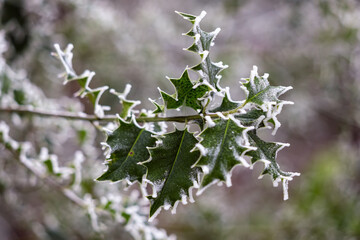 Holly (Ilex) leaves covered with hoar frost in winter