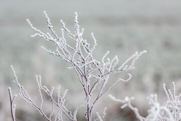 Dead weed covered with hoar frost on a cold winters day in East Grinstead