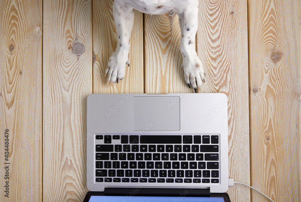 Poster image of dog’s paws in front of laptop keyboard. view from above. pet’s chat concept image.