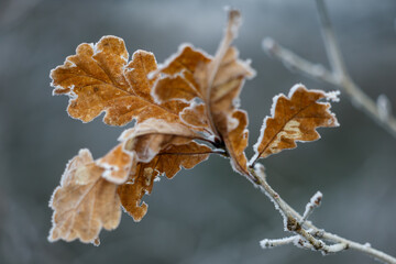 Frozen leaves of an Oak tree covered with frost