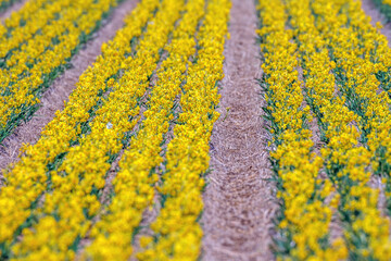Narzissenfeld auf Texel, Niederlande