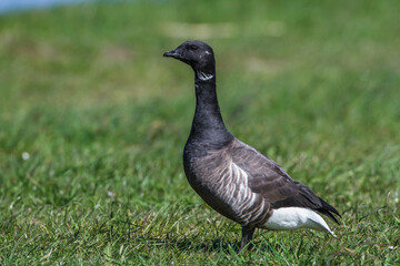 Ringelgans (Branta bernicla)