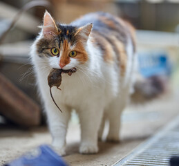 Norwegian forest cat with mouse