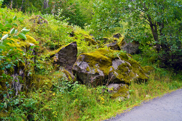 Rocks covered with green moss and plants. Pathway to Briksdal or Briksdalsbreen glacier in Olden,...