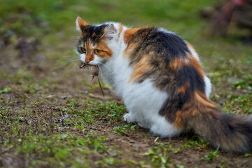 Naklejka na ściany i meble Norwegian forest cat with mouse