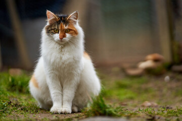 Cat in the grass