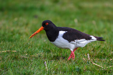 Austernfischer (Haematopus ostralegus)