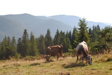 Fototapeta na wymiar Mountain landscape with cows. Peaceful atmosphere. Cows in the pasture.
