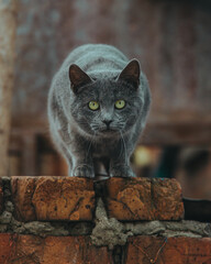 handsome gray cat sitting on the street