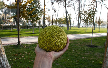 Human hand holding a ripe jackfruit. Close up.