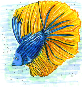 Sketch Markers Labyrinth Fish Cockerel. Pet Illustration.