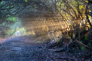 Winter sun rays on a woodland path