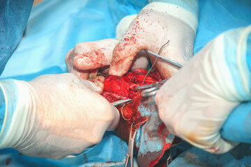 Performing a complex surgical operation. Veterinarian surgery, fixing of wounded canine leg. Close up.