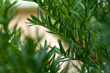 Taxus baccata close up. Green branches of yew tree(Taxus baccata, English yew, European yew).