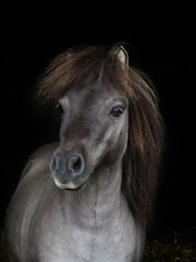 Shetland Pony Headshot