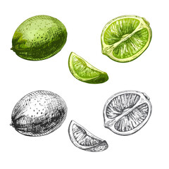 Lime slice and whole. Vector vintage hatching color illustration.
