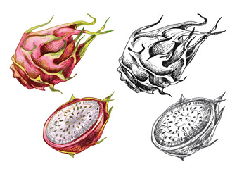 Whole and half dragon. Vector vintage hatching illustration.