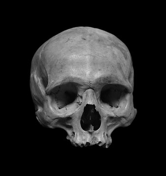 Skull of the human