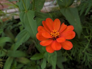 orange flower with bee