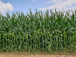 green Indian corn crop in field