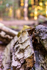 Holz in der Natur mit schönem Lichtspiel am Wald