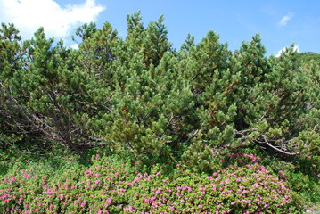 Fototapeta premium dwarf mountain pine in high elevation habits