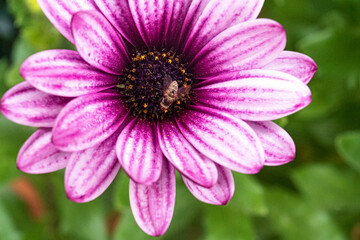 Fototapeta premium Gerbera mit Fliege