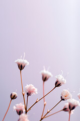 
Created with small white flowers, macro photo, gypsophila, close-up, artistic design and colors.