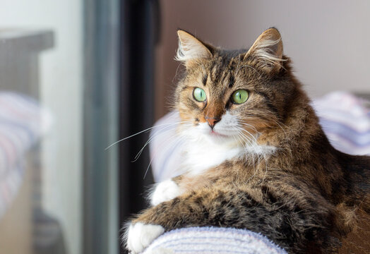 Long haired Norwegian Forest cat - Powered by Adobe
