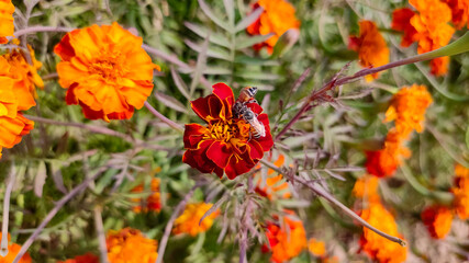 Bee on blossoming marigold flowers