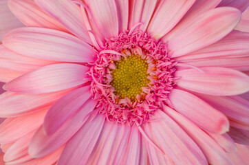 Pink gerbera flowers on a blurred pink background