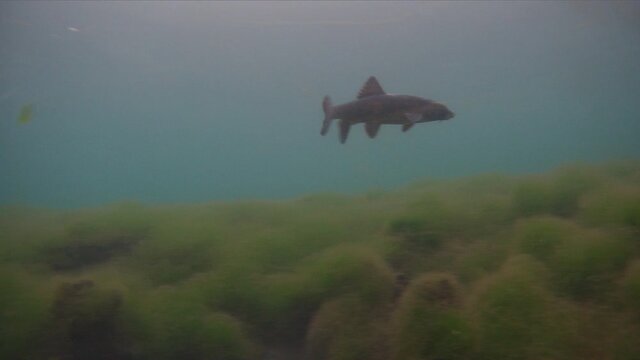 The common barbel, Barbus barbus, freshwater fish in its natural habitat. Underwater footage while diving in the lake.